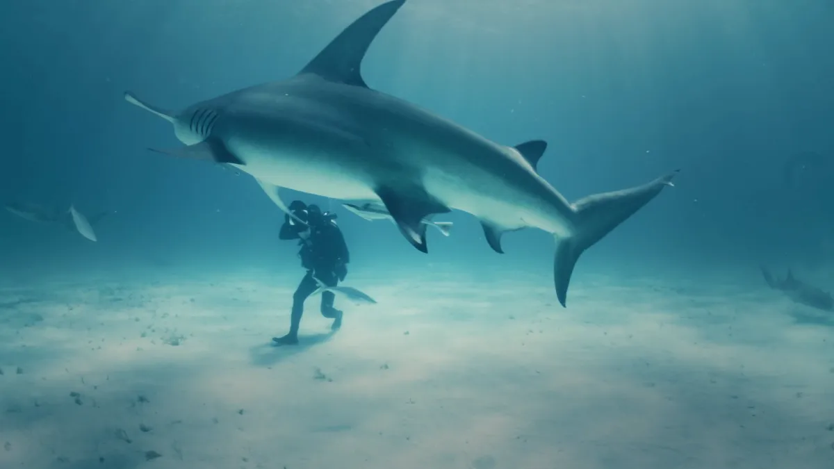 Frame from Andy Mann - Bimini
